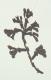 Cloves