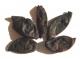 Kokum (garcinia Indica)