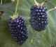 Blackberry - An Ancient Fruit