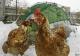 Chicago Considers Chicken Ban !