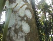 Goan+cuisine+novi+mi