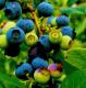 Homemade Blueberry Syrup Recipe