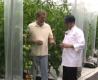 About How To Grow Tomatoes Indoors