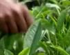 Where Chef Todd Gets His Tea