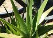 Refreashing Kefir and Aloe Drink