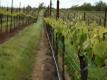 2011 Growing Grape Season: Cool Spring, Flowering And Harvest Predictions