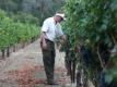 2011 Vintage Harvest Video Trailer