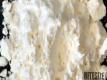 About Arrowroot