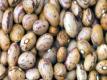Borlotti Beans