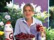 Wegmans Super Food Series: Cherries