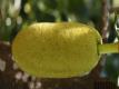 Jackfruit Using, Preparing And Storing