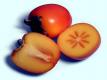 Persimmon