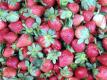Strawberry - Hints And Tips
