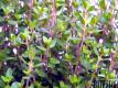 Thyme - Hints and Tips