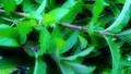 Identifying And Drying Water Mint Video