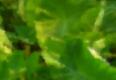Berger's Kama'aina Farm Watercress Tour