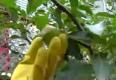 How To Plant Semi Dwarf Apple Trees