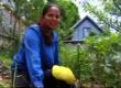 How To Grow Blueberry Bushes
