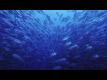 British Columbia Wild Salmon Improvements Video