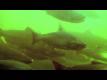British Columbia Wild Salmon Improvements (long) Video