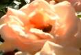 Climbing Peace Roses
