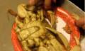 Chef's Special Steamed Dungeness Crabs