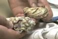 East Coast Vs. West Coast Oysters Video