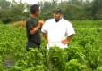 Tips To Grow Fresh Basil