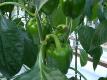 Tips To Grow Sweet Peppers