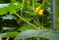Tips To Harvest In Patti Moreno's Garden