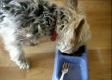About Cat Food