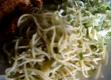How To Make Middle Eastern Lunch Video