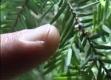 An Overview Of Hemlock Disease