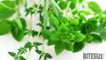 Tips To Store Fresh Herbs