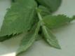 How To Make Fresh Mint Mojitos
