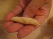 How To Make Gargenelli Pasta