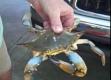 How To Make Boiled Blue Crabs