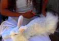 Tips To Shear A Rabbit