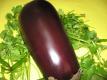 Cooking Japanese Egg Plant