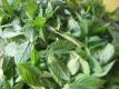 Mint Chuttnee Recipe