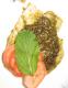 How To Make Herbed Halibut