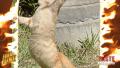 Man Arrested For Allegedly Eating Cats