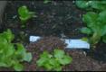 Mulching Your Garden With Newspaper And Cocoa Shell