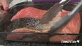 Niki's Oriental Salmon Recipe