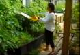 How To Naturally Control Insects In Your Vineyard