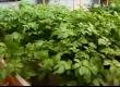 How To Plant Potatoes