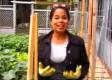 How To Grow Night Shade Plants