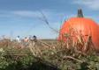 Pumpkin Patch Event
