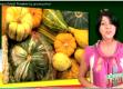 About Squashes