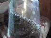 Roasting Process In Oso Negro